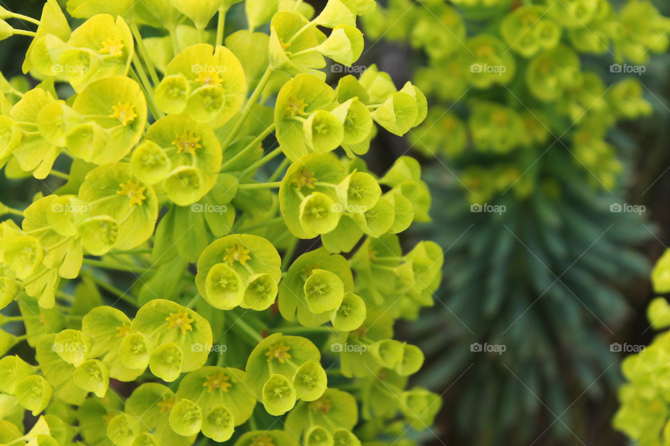 Closeup of the lime green Spurge (Euphorbia wulenii) flowers and the olive green leaves below showing beautiful contrast and structure in our Spring garden.