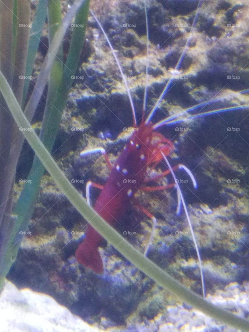 Doctor shrimp