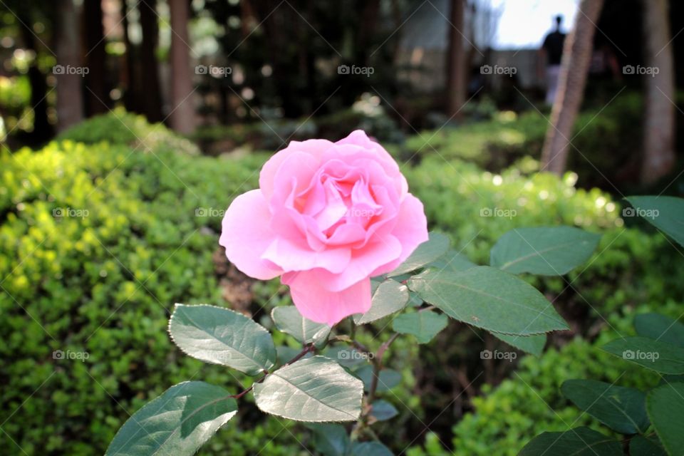 Rose in Parque das Rosas - São Paulo - Brazil