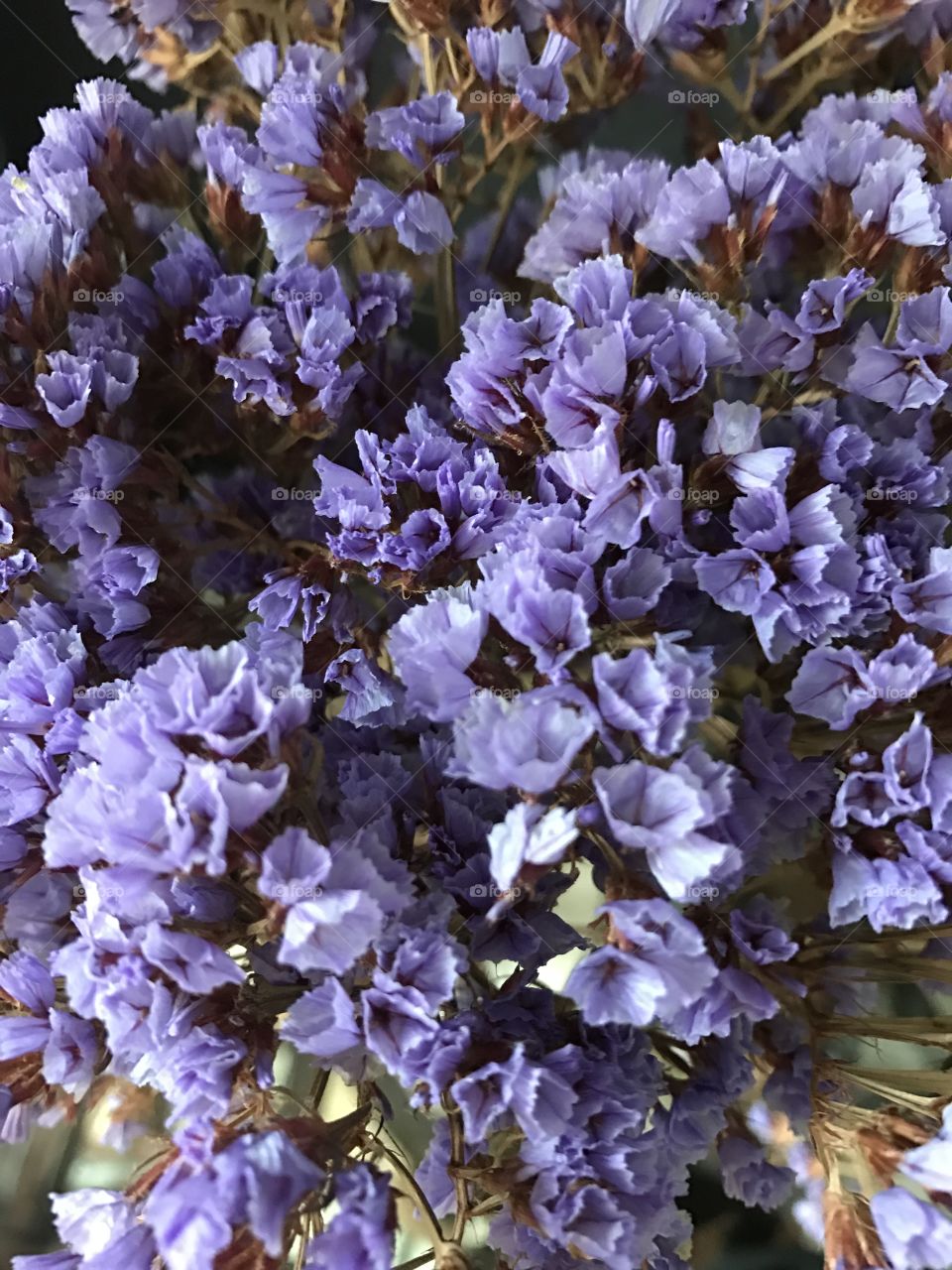 Close-up of a purple flower