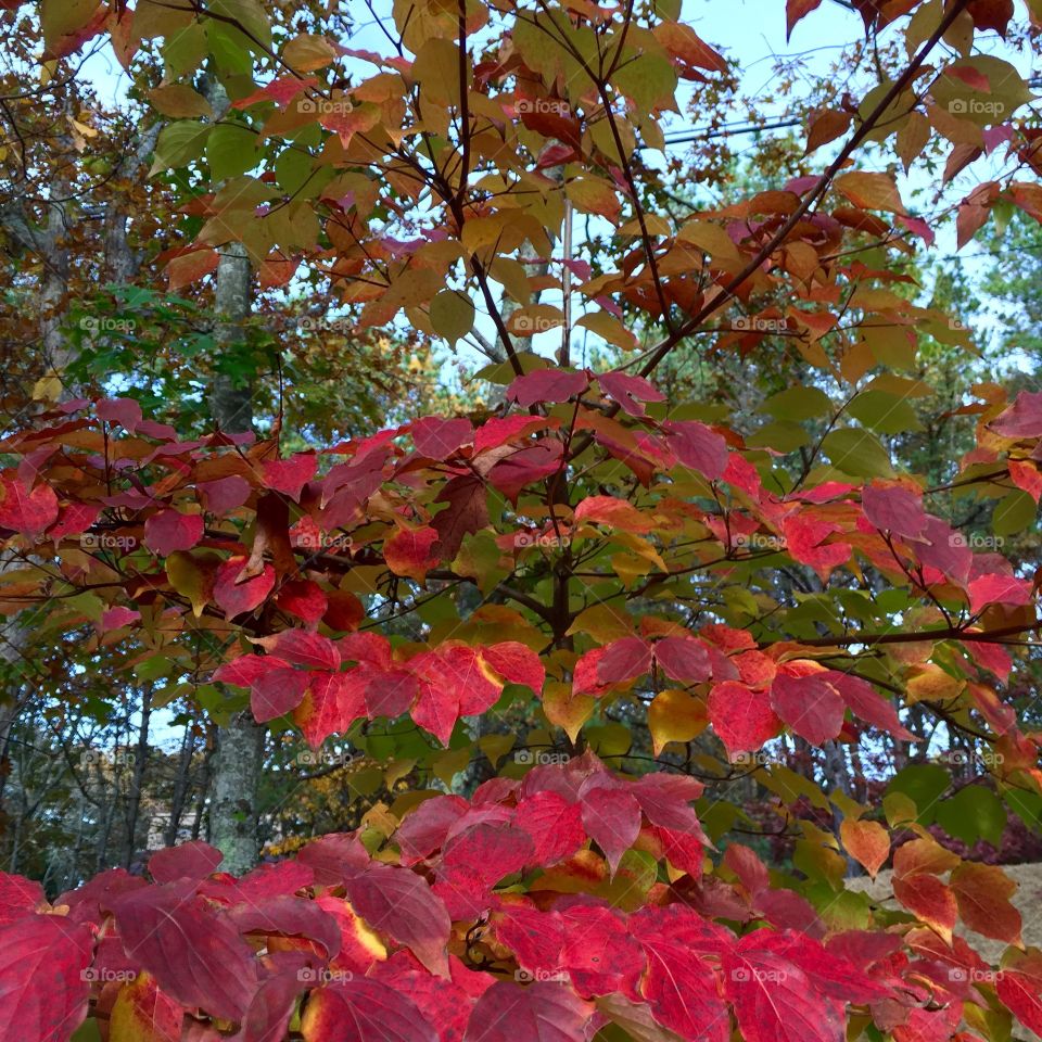 Leaf, Fall, Maple, Nature, Season