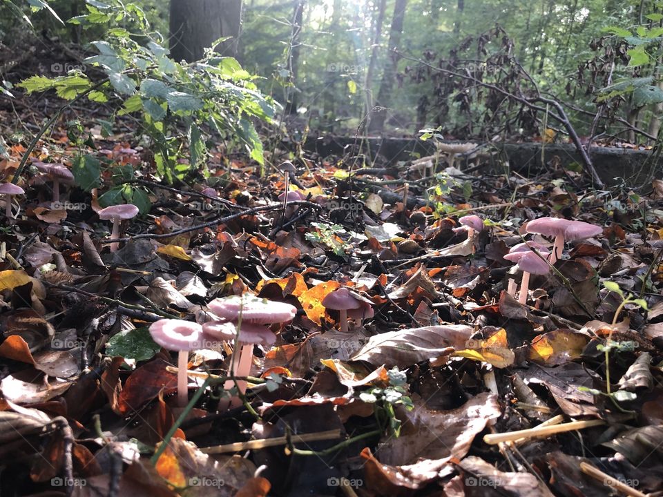 Pilze sammeln im Oktober 