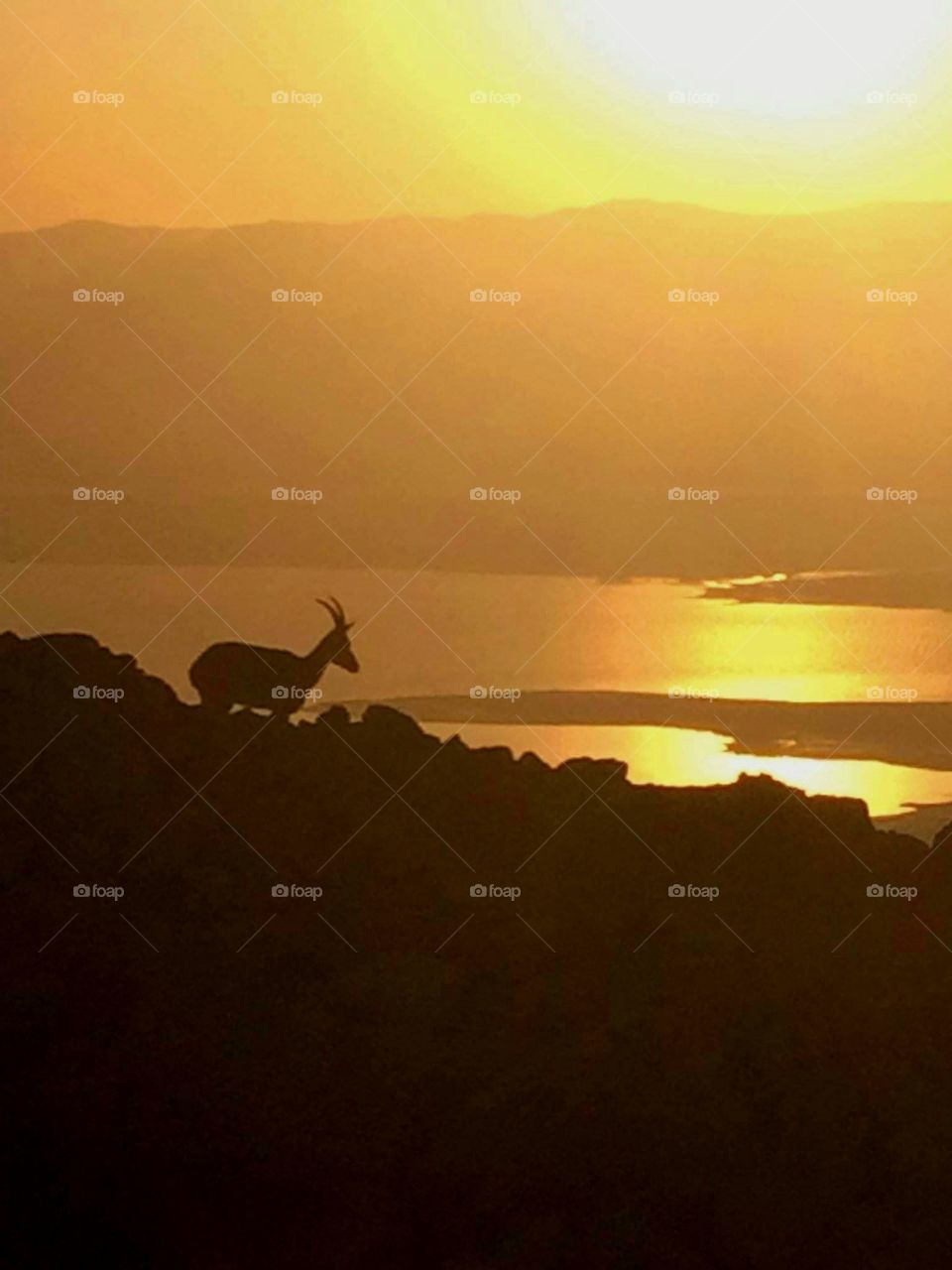 ibex at sunrise