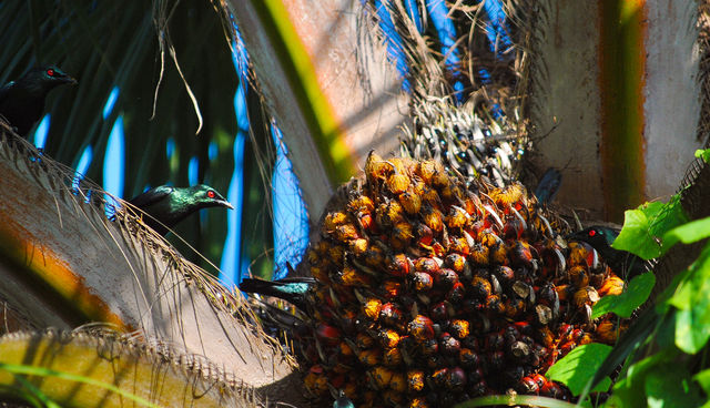 Red eyed bird on a palm tree 