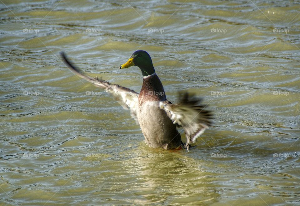 A mallard bird winging