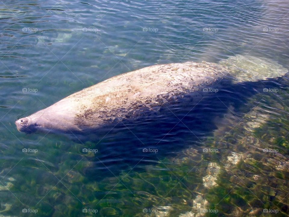 Manatee