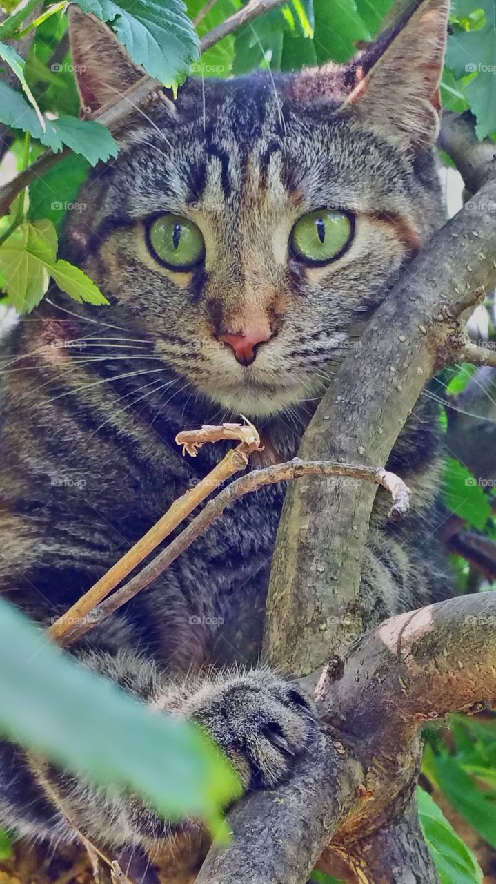 Cats in the tree