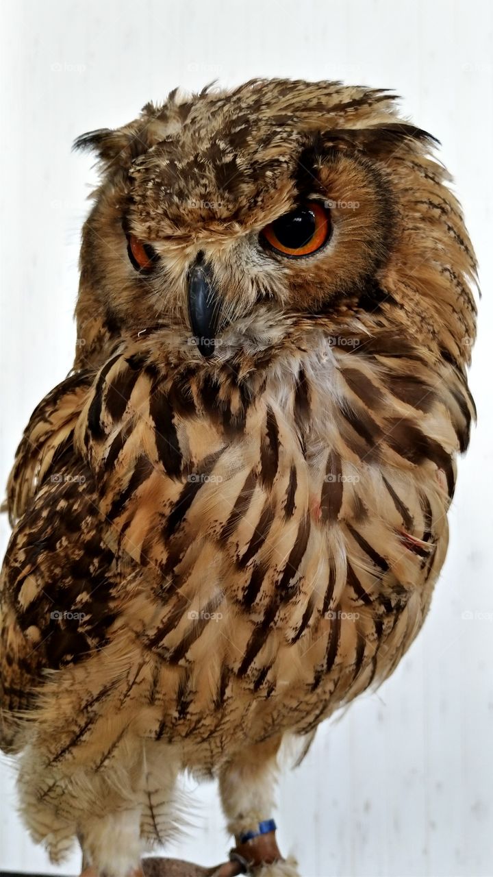 Cool looking owl