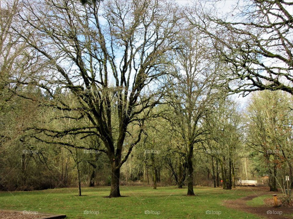 oak tree