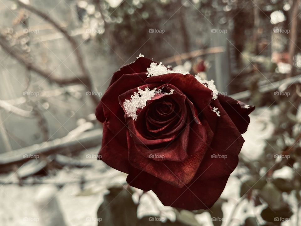 Rose and snow ❄️