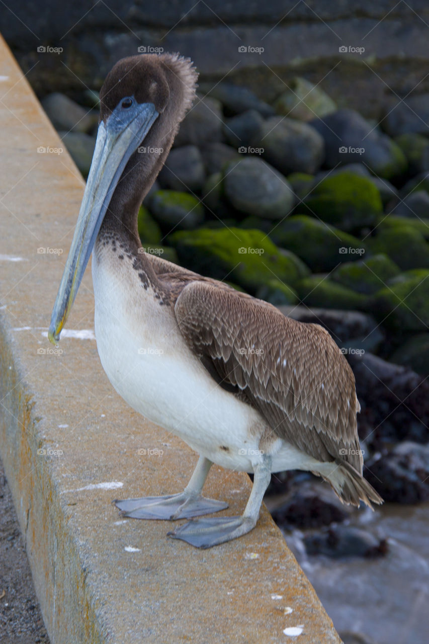 THE PELICAN AT THE GOLDEN GATE BRIDGE SAN FRANCISCO CALIFORNIA USA