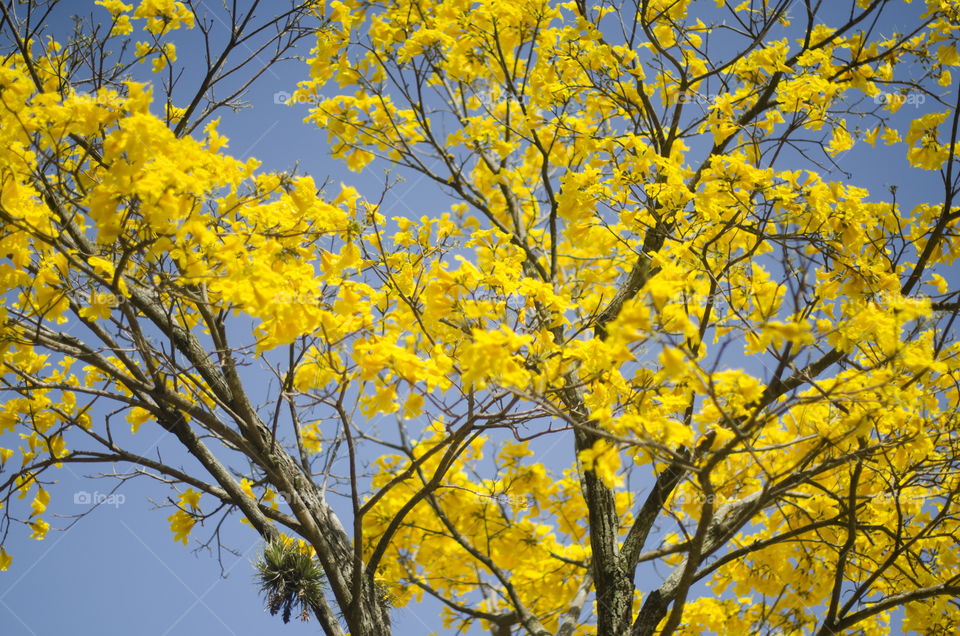 Yellow flowers against blue sky 
