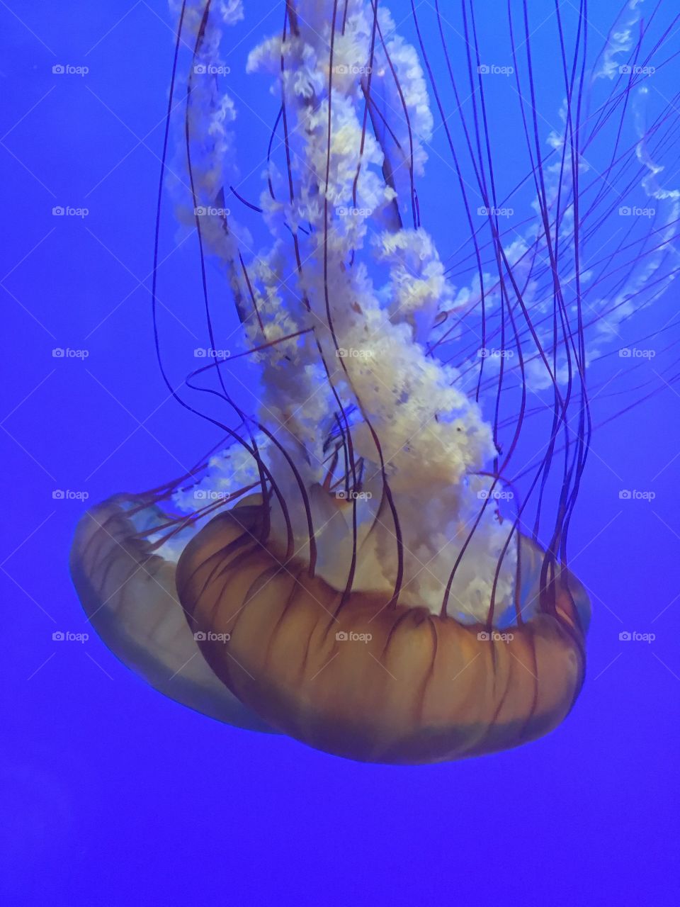 7. Jellyfish
