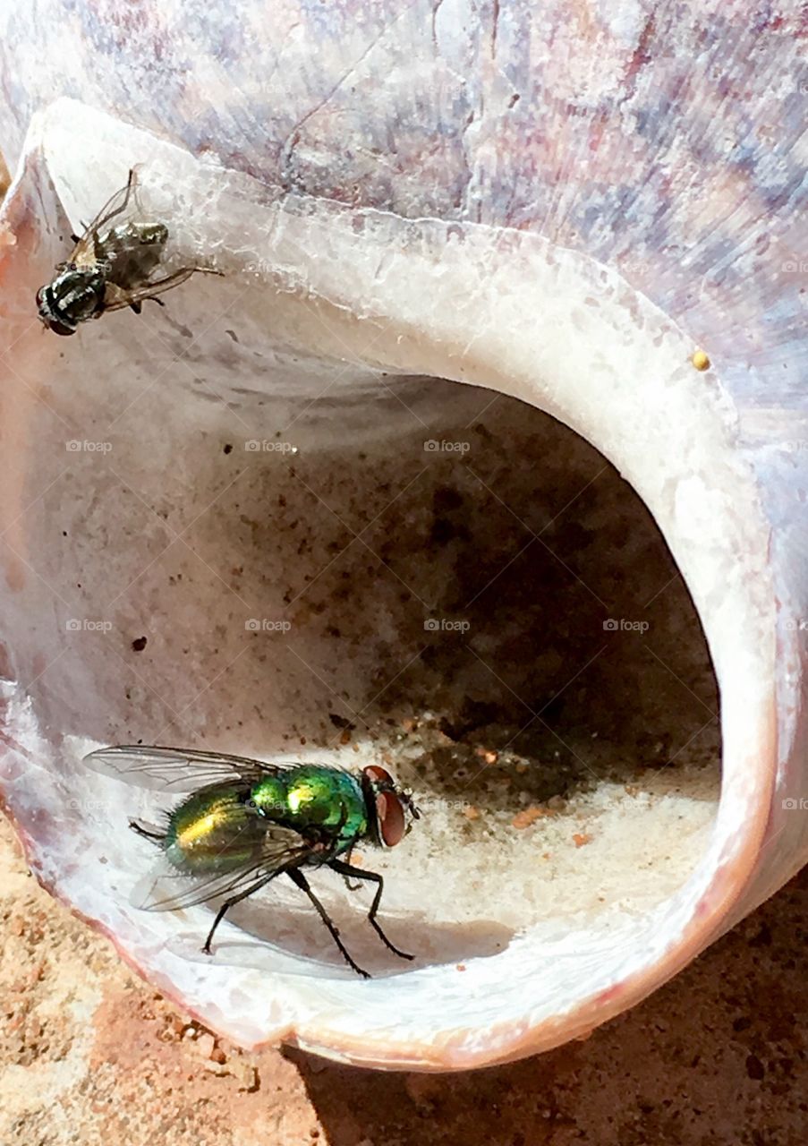 Green fluorescent housefly on seashell outdoors 