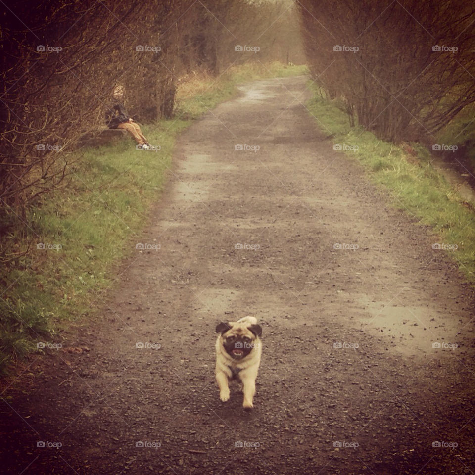 Pug walks in the springtime