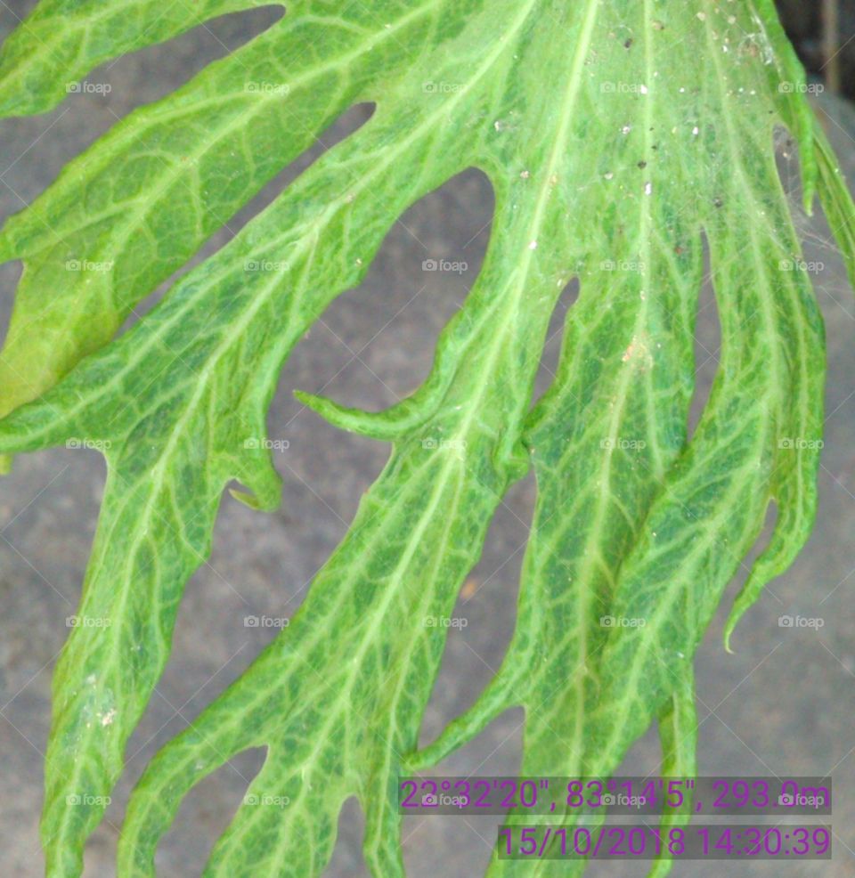 This is a very beautiful abnormal leafs of papayas.