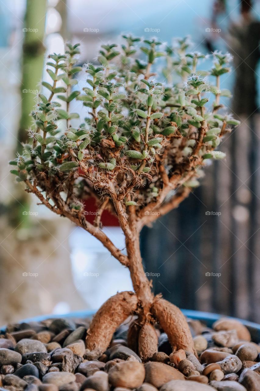 Close up of a bonsái cactus