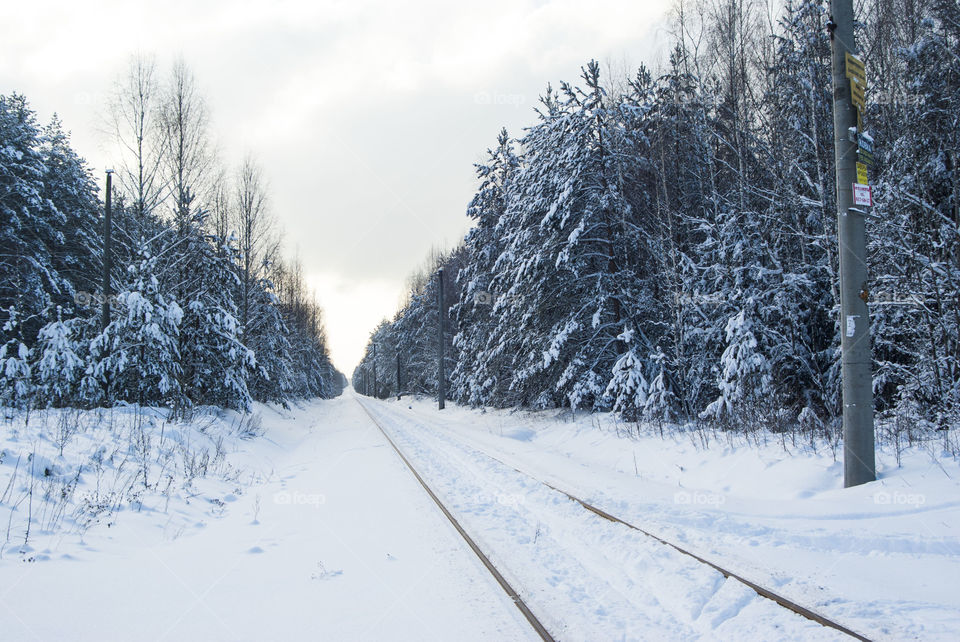 forest in winter. snow