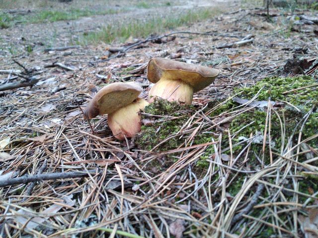 Mushrooms