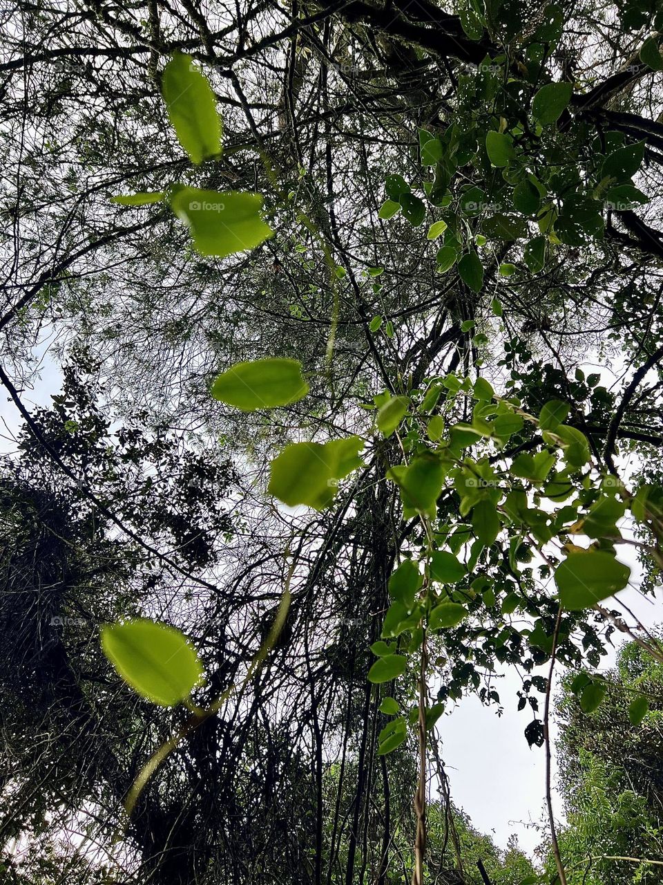 Hojas en los árboles 