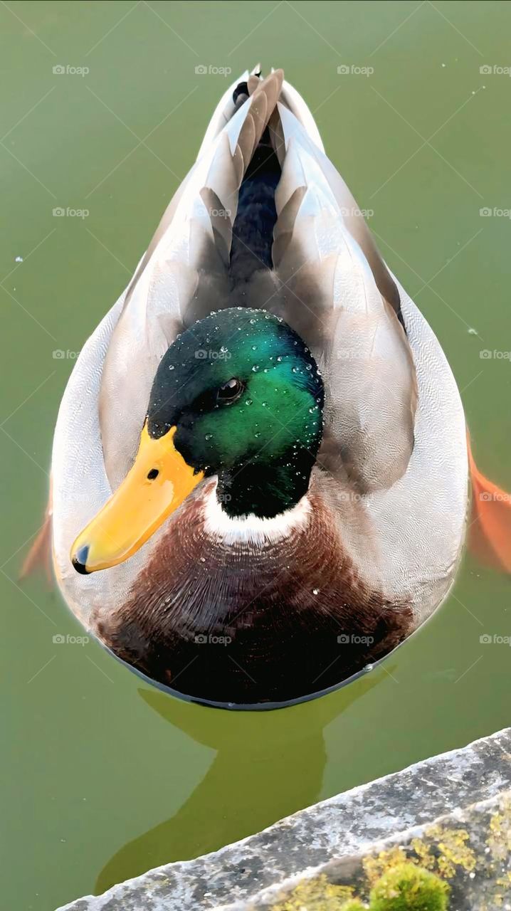 A close-up of a mandarin duck in the water
