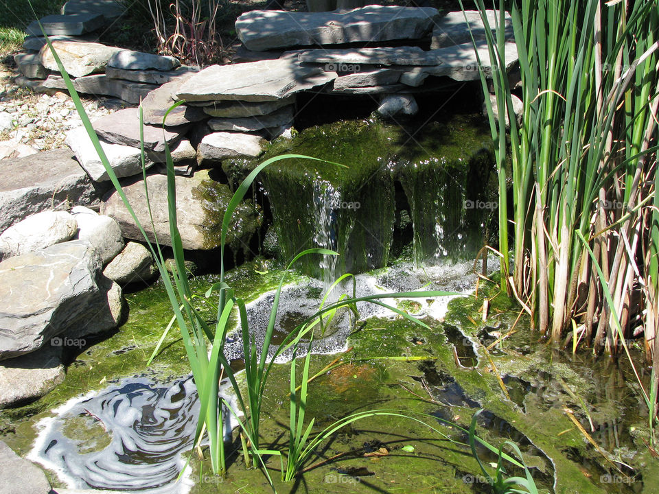 Small garden pond