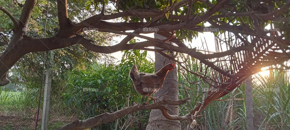 beautiful village morning