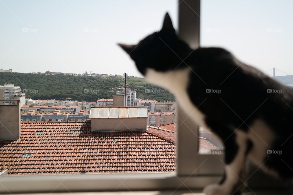 the summer is coming. the photo of my cat looking out of my kitchen in Lisbon