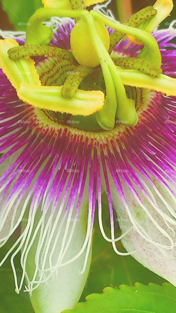 "Neon Passion Flower ". The components of the passion flower is said to tell the story of the crucifixion of Jesus Christ