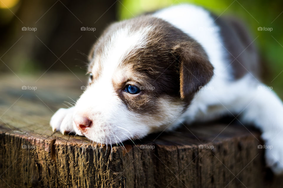 भारत के कुत्ते ।