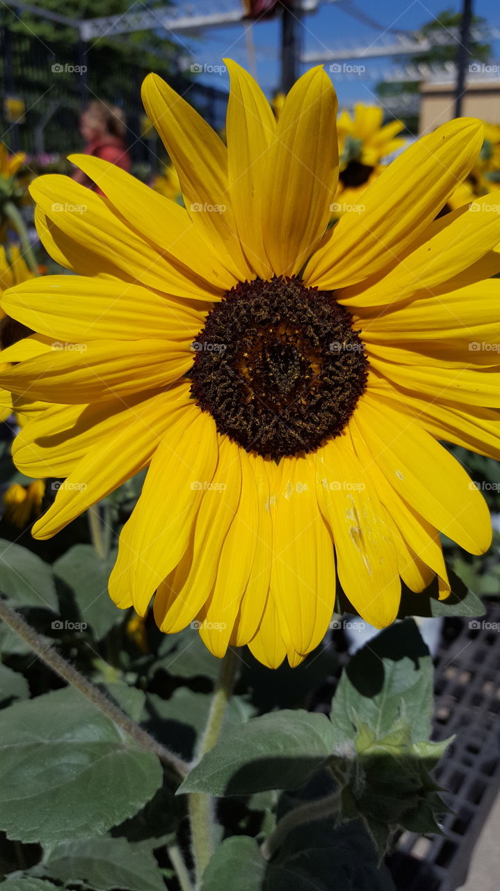 sunflower