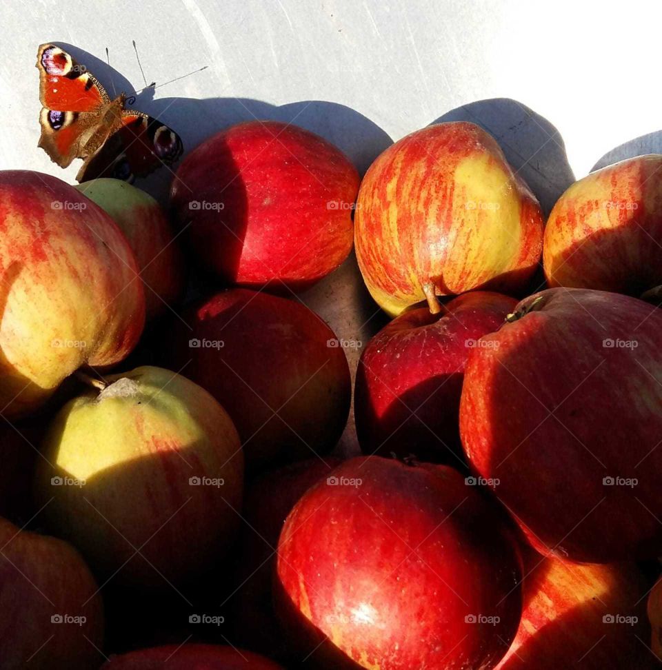 Schmetterling bei geernteten Äpfeln