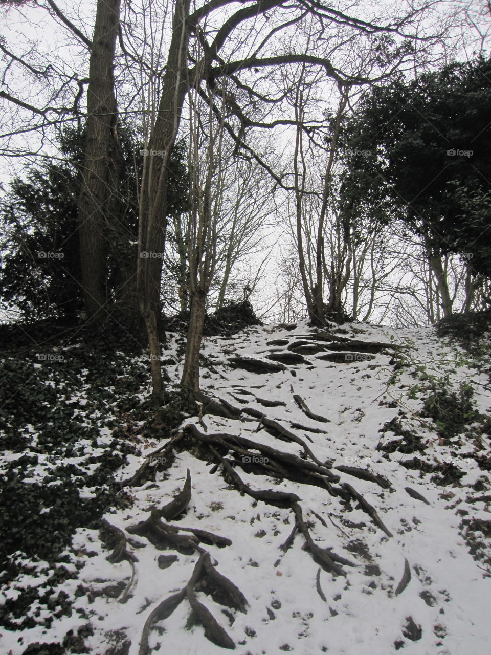 Tree Roots In The Snow