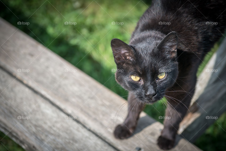 Black cat with staring eyes