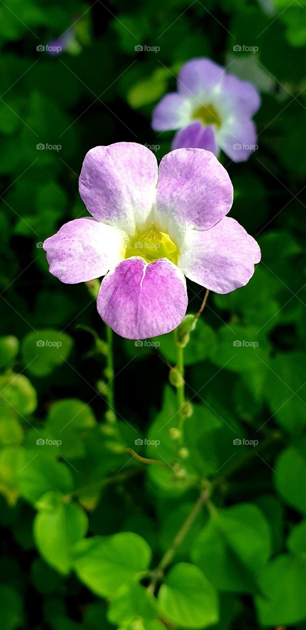 beautiful white and purple flower, against a background of bright green bushes