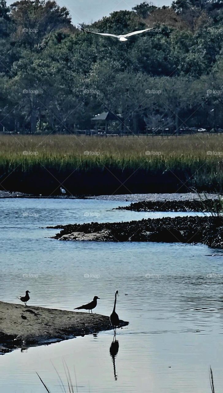 afternoon on the salt marsh egrets and sea gulls