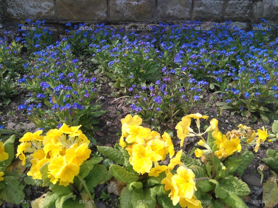 flowers outside Jedburgh abbey