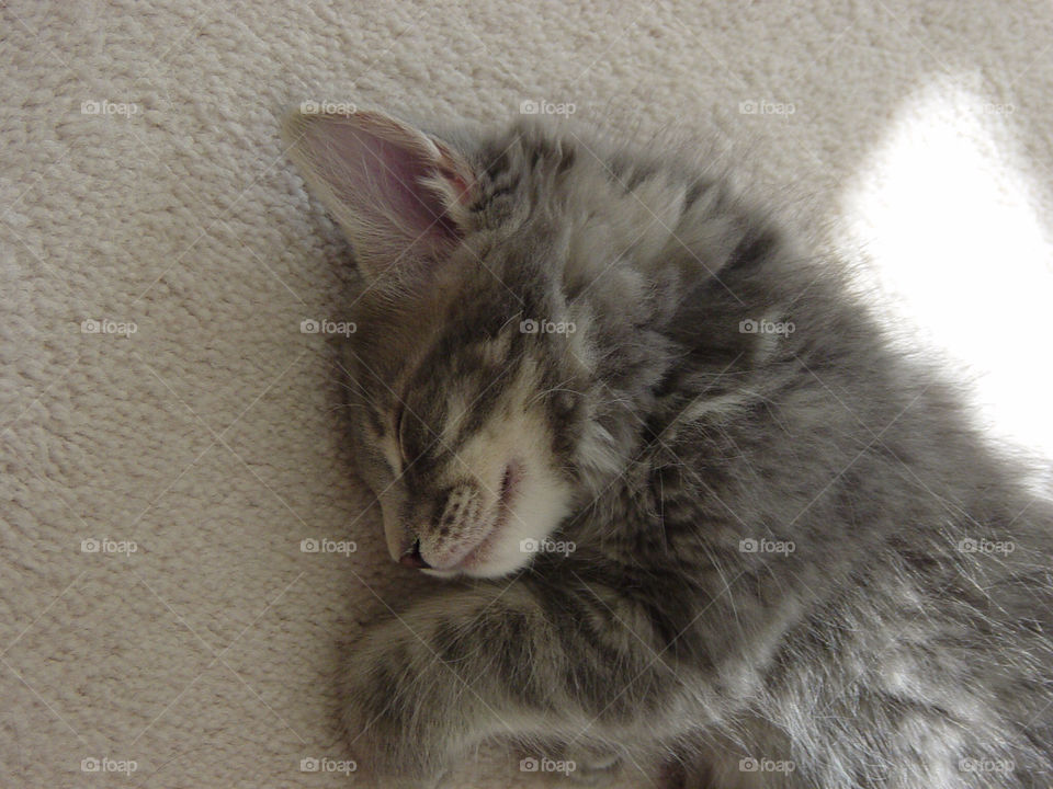 cat sleep kitten nap by exworld