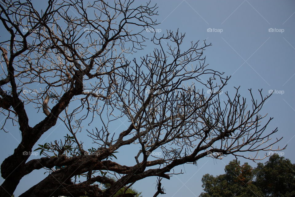 dry leafless tree