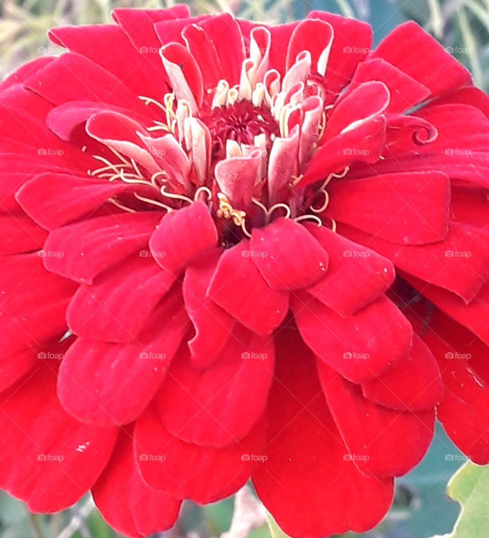 Red jini flower