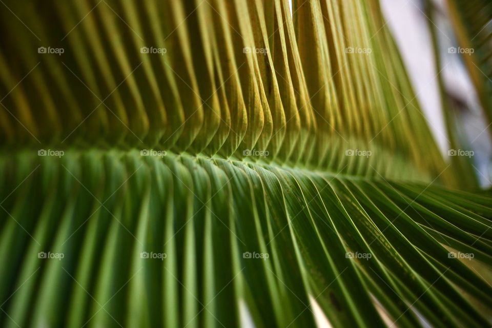 Palm Leaf