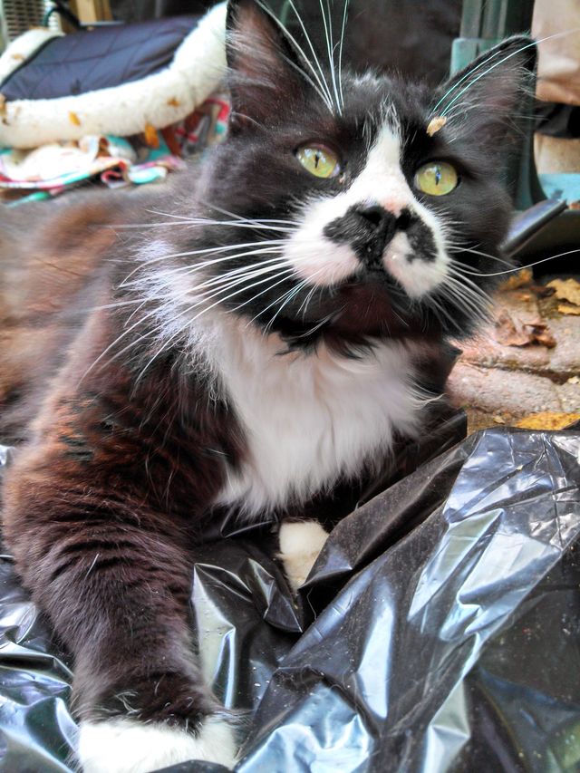 cat
