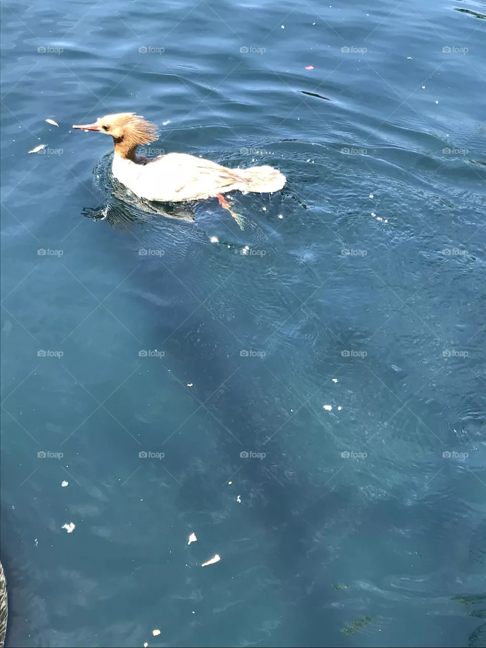 Cute duck 
