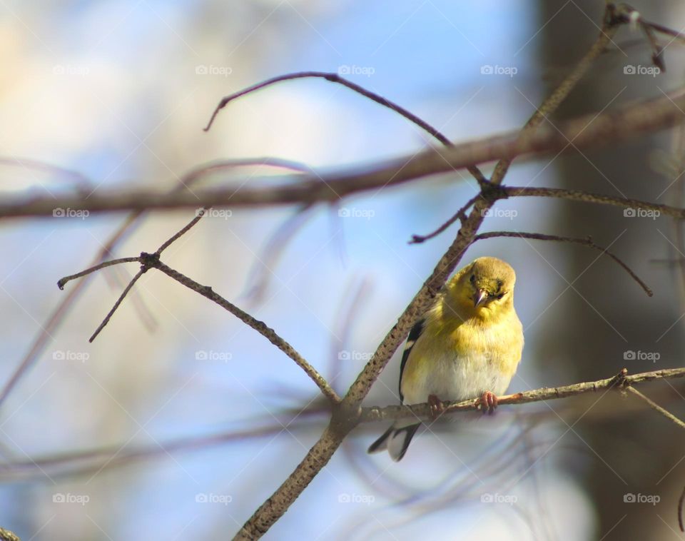American Goldfinch perched in the trees.