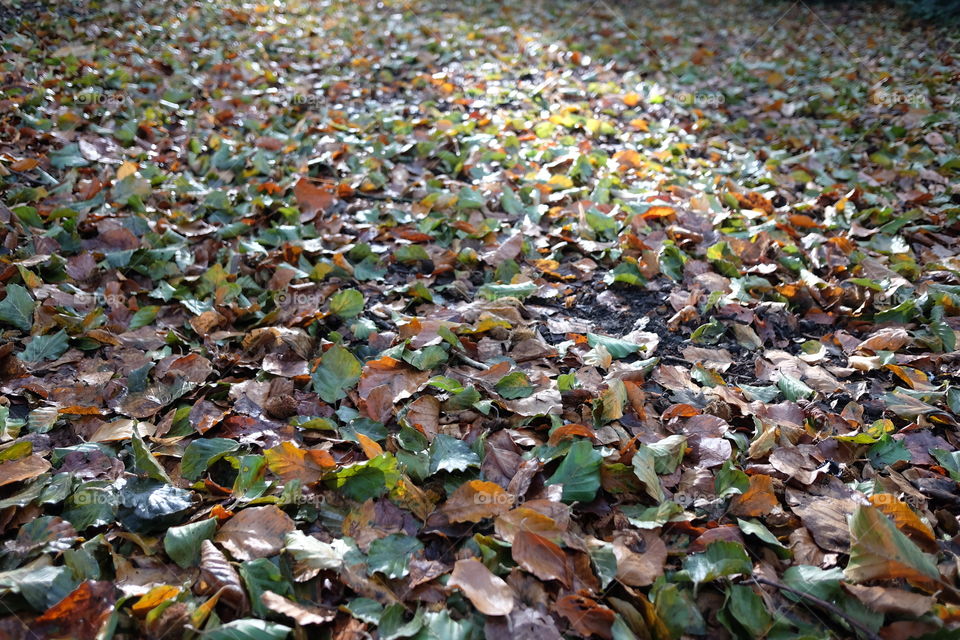 Leaves on the ground