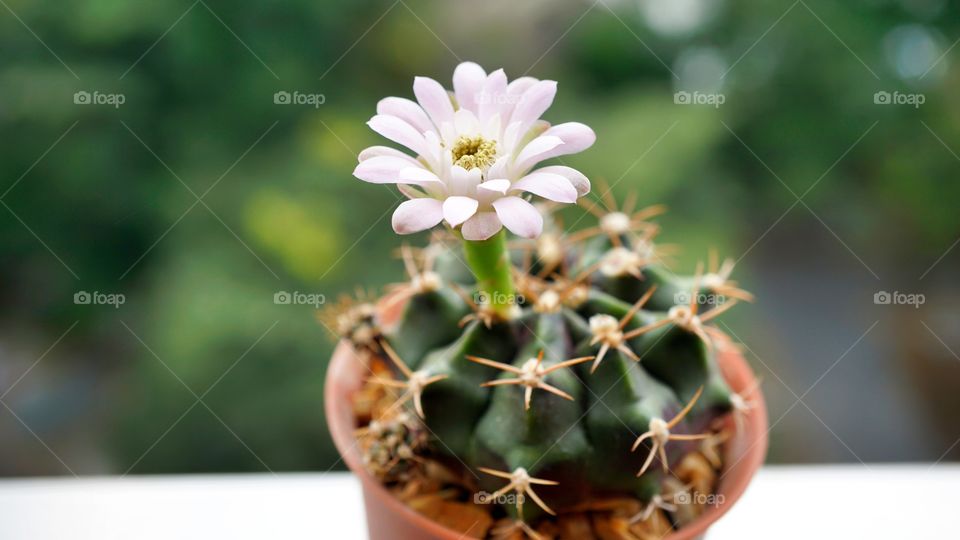 cactus flower