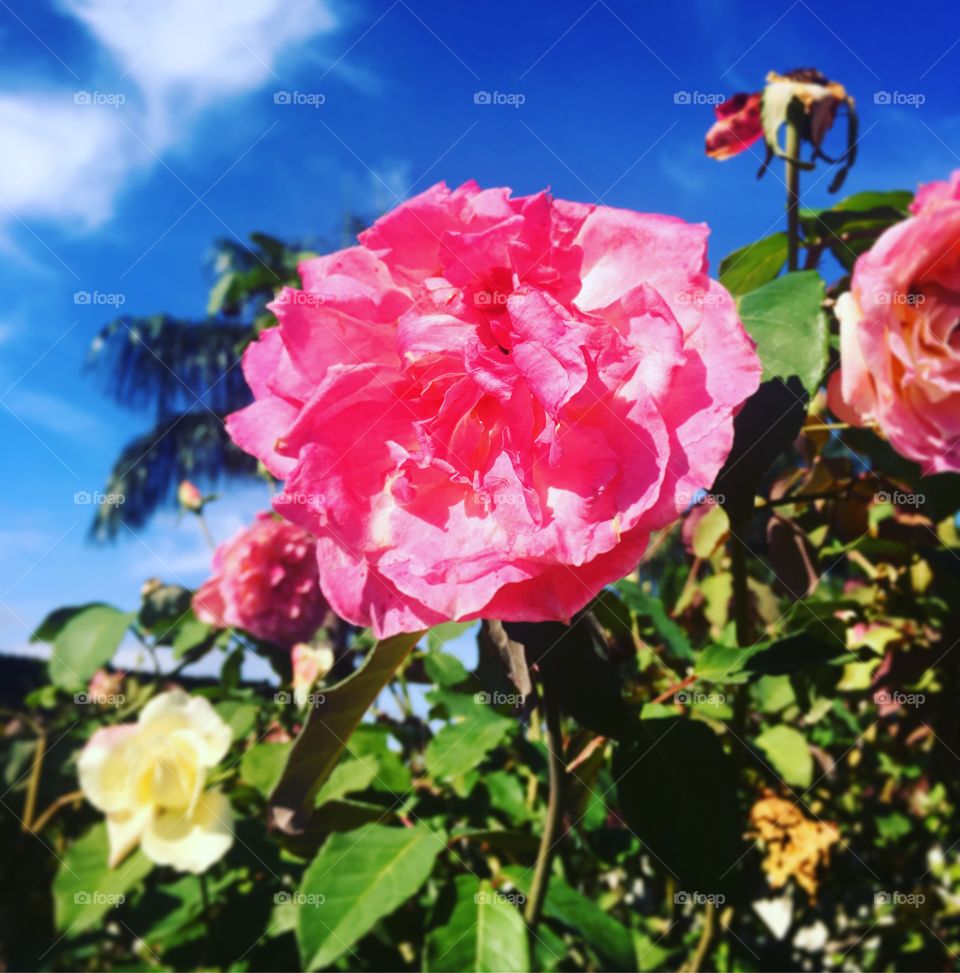 🌼#Flores do nosso #jardim, para alegrar e embelezar nosso dia!
#Jardinagem é nosso #hobby. 
🌹
#flor #flowers #flower #pétalas #garden #natureza #nature #flora #photography 
#fotografia