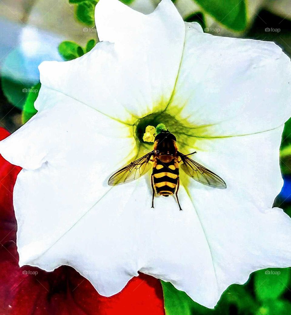 Bee Collecting Nectar  White Petunia Flower