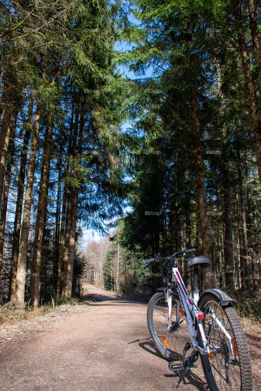 Bike Ride through the Forest
