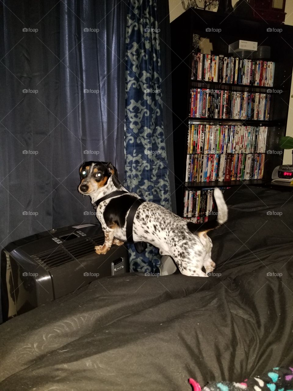 I swear mom I wasn't trying to get out the window to get to the birds